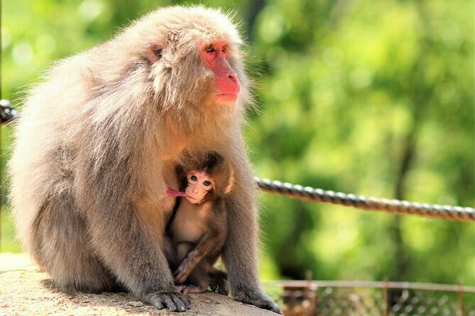 4 Hours Arashiyama and Arashiyama Monkey Park Tour - The Arashiyama Bamboo Forest in a short final visit