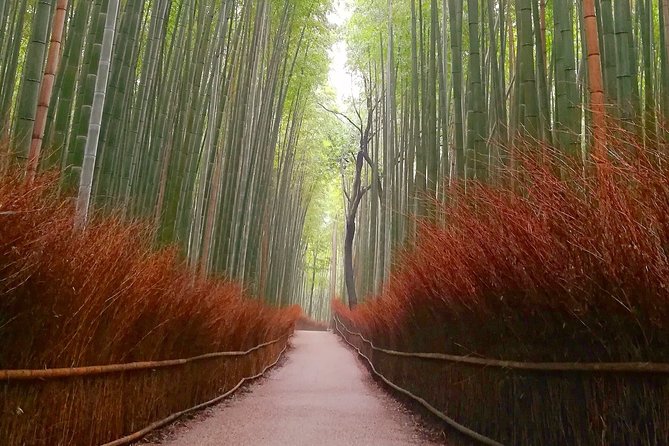 5 Top Highlights of Kyoto Full Day Bike Tour (E-bike option) - What the ride is really like