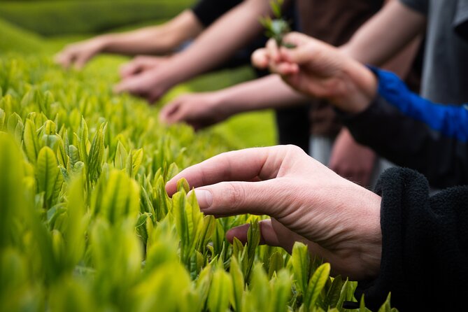 7hr Private Wazuka True Hidden Kyoto Matcha Farm Experience - A traditional home and a delicate matcha lunch