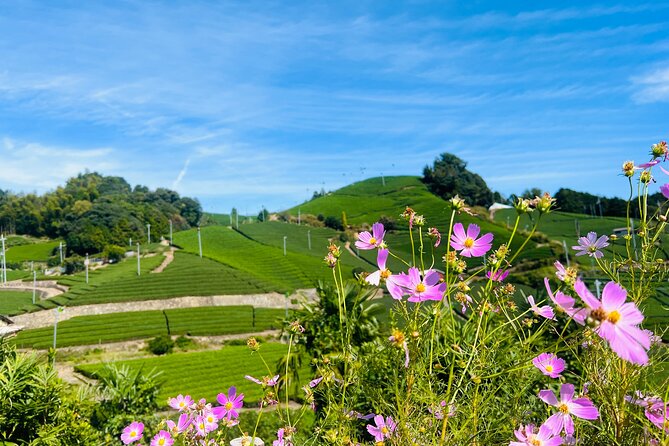 7hr Private Wazuka True Hidden Kyoto Matcha Farm Experience - Tasting matcha and other teas
