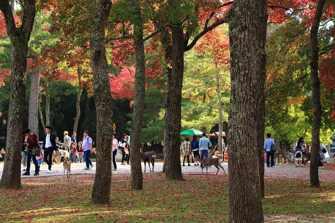 All must-sees in 3 hours - Nara Park Classic Tour! From JR Nara! - Why this three-hour Nara route works