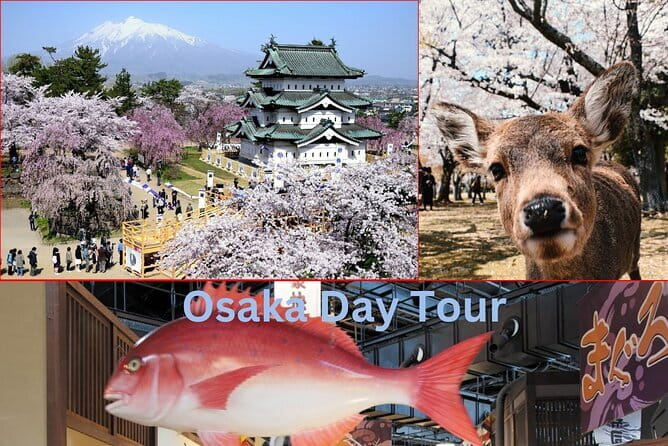Amanohashidate & Ine Boathouse Full-Day Tour from Kyoto or Osaka - What the multilingual guiding is like