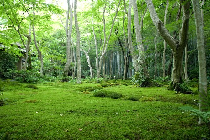 Arashiyama Bamboo Forest E-Biking Tour - Who should book this Kyoto ride?
