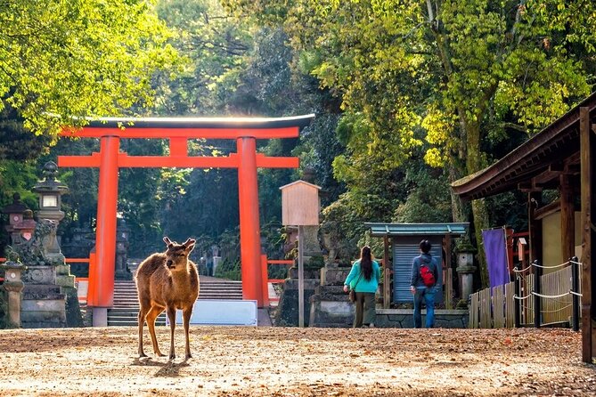 Arashiyama & Nara Highlights: One-Day Private Tour Adventure - Arashiyama bamboo and Tenryu-ji before the crowds