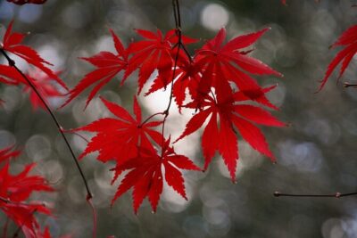 Customized Private Kyoto Tour by a local tour guide