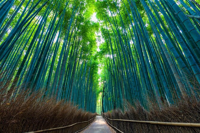Explore Kyoto | Private Tour - Local English Driver(guide option) - Fushimi Inari and the red torii gates