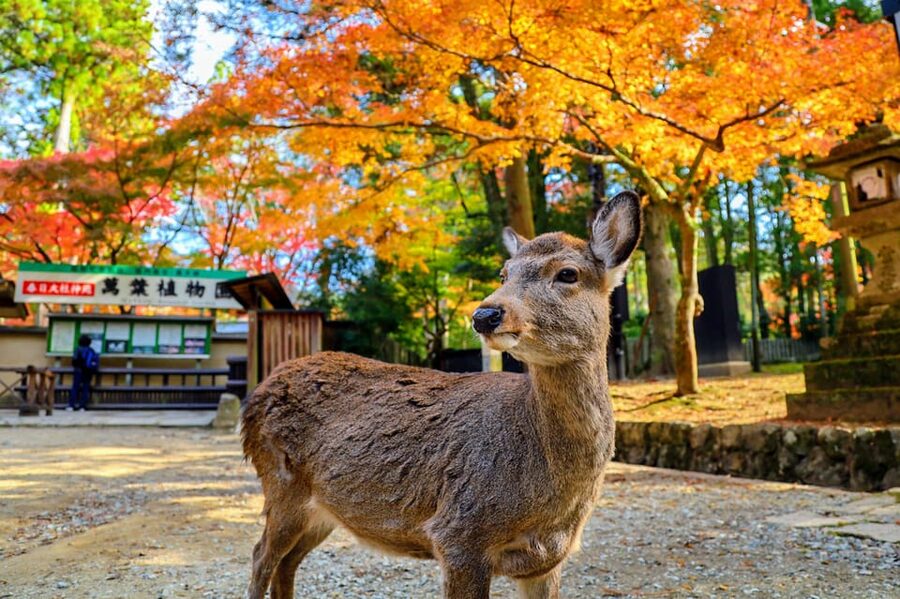 From Kyoto: Nara Guided Morning Tour - Walking, weather, and practical comfort