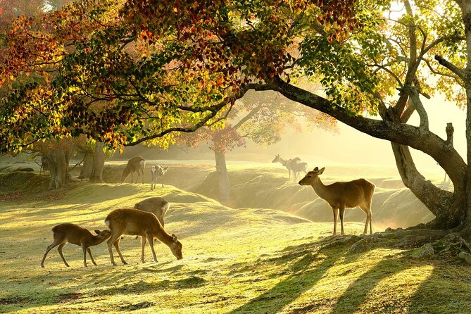 From Kyoto: Nara History Guided Half Day Bus Tour with Lunch - Why Nara Makes a Fine Half-Day Trip From Kyoto