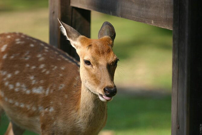 From Kyoto: Nara History Guided Half Day Bus Tour with Lunch - Nara Park and the Deer