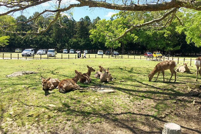 From Kyoto: Nara History Guided Half Day Bus Tour with Lunch - Is $77 a Good Price?