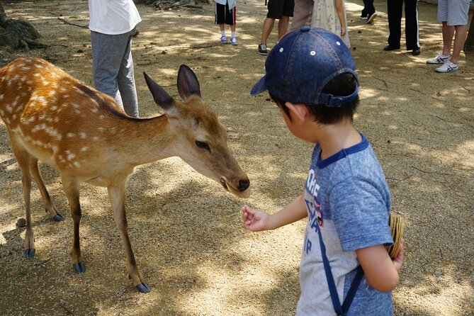 From Kyoto: Nara History Guided Half Day Bus Tour with Lunch - Who Will Like This Nara Tour Most?
