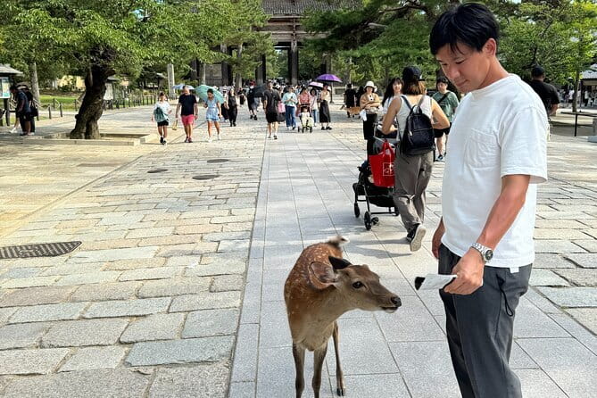 Full Day Nara Deer, Temple, Shrine, Activities & Tea Ceremony - Kasuga Taisha and Shinto ideas
