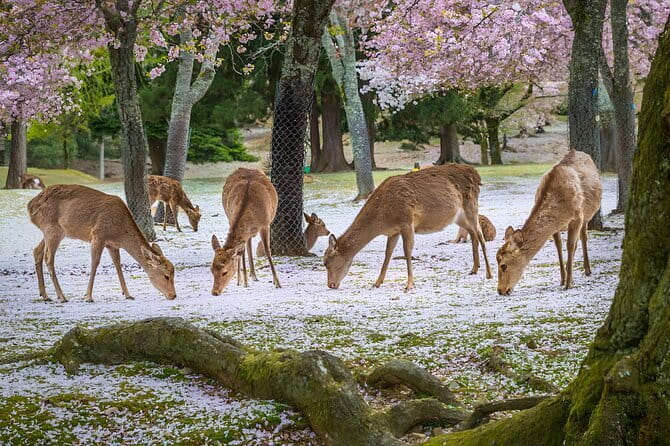 Full Day Nara Deer, Temple, Shrine, Activities & Tea Ceremony - Lunch around Higashimuki Shopping Street