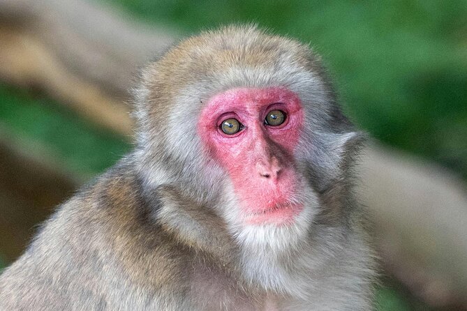 Fushimi Inari - Arashiyama: Torii Gates, Bamboo, Monkeys & Secret - Why this Kyoto pairing works so well