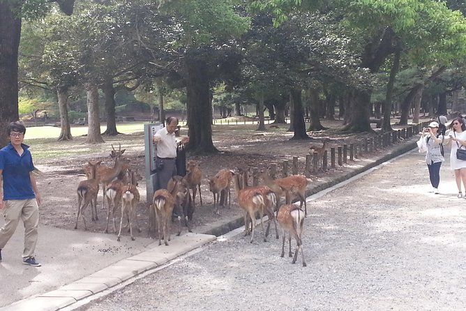 Fushimi Inari & Nara Highlights Walking Tour - What the private guide adds