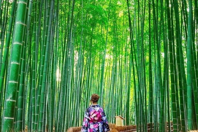 Guided Kyoto City Cherry Blossom One Day Private Tour - The Private Vehicle Is the Real Convenience