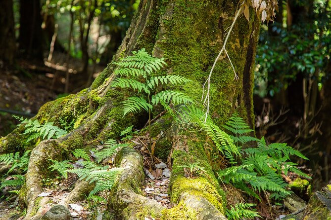 Hiking Tour for Sacred Sites in Kyoto with a Guide - What the $250 price includes