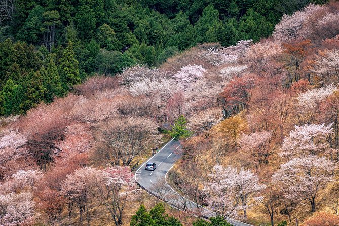 Historic and Natural Guided Hike in Yoshino - Key points to know before booking