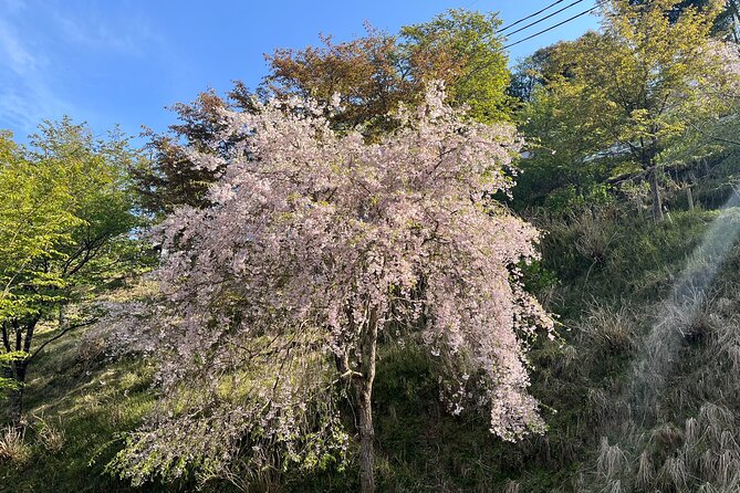 Historic and Natural Guided Hike in Yoshino - Hanayagura for views and photographs