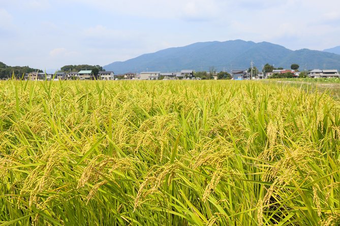 Japan's Rural Life & Nature: Private Half Day Cycling Near Kyoto - What the $255 price really buys