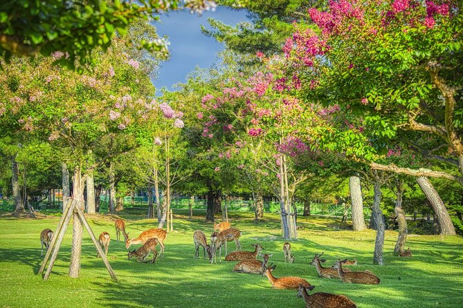 Kyoto and Nara Day Tour from Kyoto - Four famous sights, one demanding Kyoto day