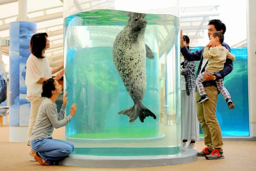 Kyoto Aquarium Admission Ticket - Meeting penguins with plenty of time to watch