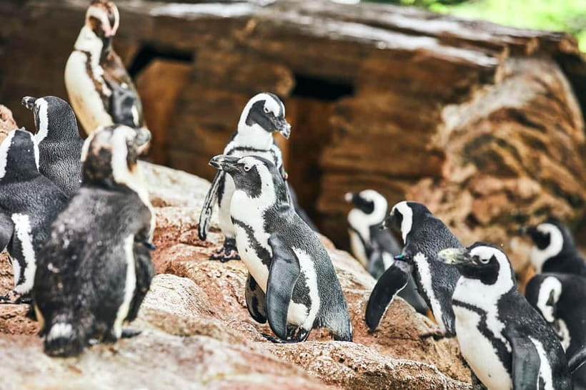 Kyoto Aquarium Admission Ticket - Is the $16 ticket good value?
