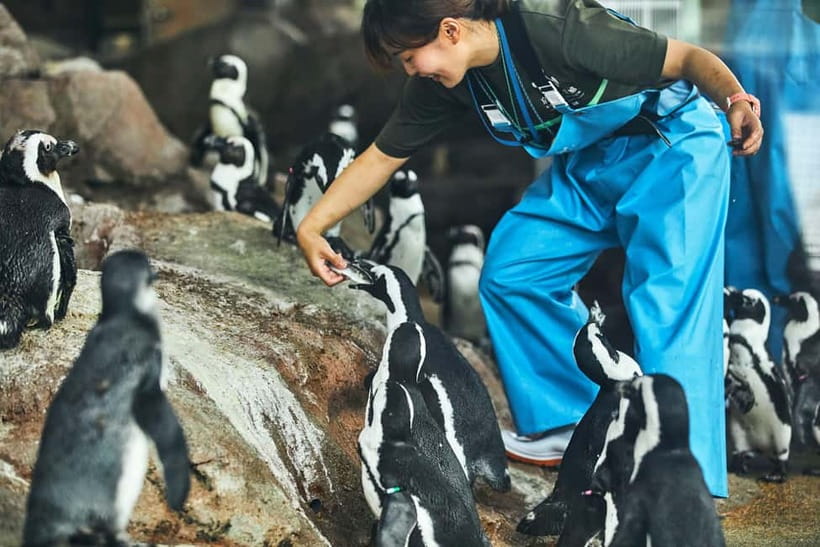 Kyoto Aquarium Admission Ticket - Starting with dolphins in the performance area