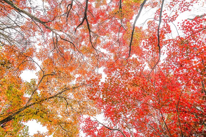 Kyoto Arashiyama Bamboo forest & Garden Half-Day Walking Tour - Sagaogurayama and the value of slower stops