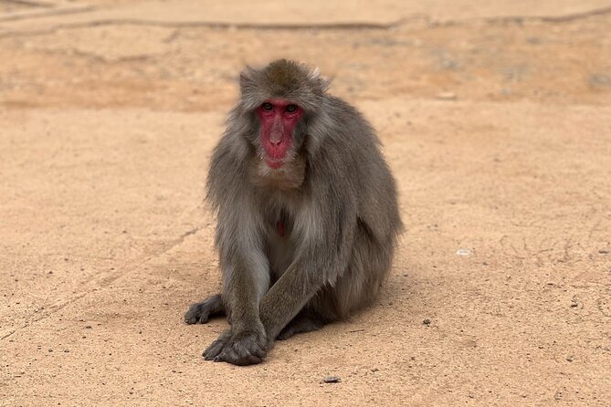 Kyoto: Arashiyama Bamboo Forest, Monkeys, Matcha & Temple Tour - Matcha provides a welcome break