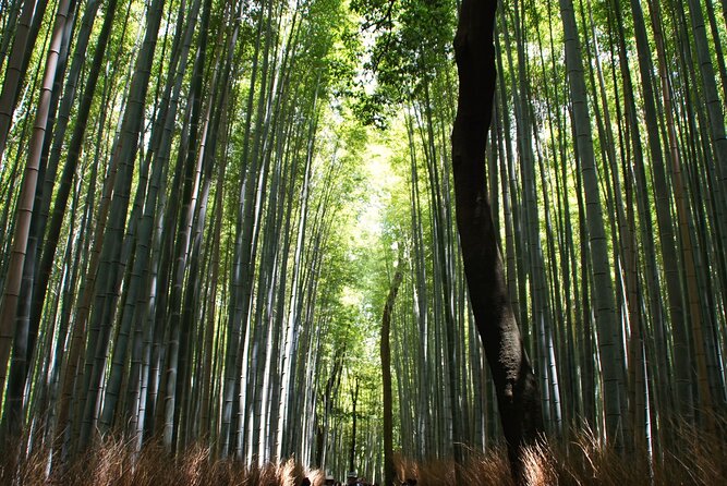 Kyoto: Arashiyama Bamboo Forest, Monkeys, Matcha & Temple Tour - Monkey Park is the big payoff, with a real climb