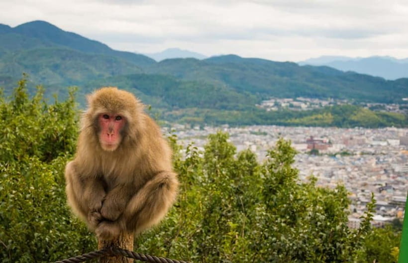 Kyoto: Arashiyama Bamboo Grove, Monkey Mountain Walking Tour - A short hike through the park