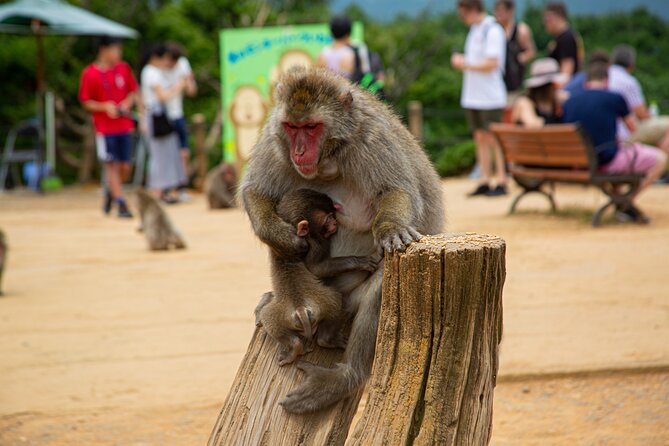 Kyoto: Arashiyama Bamboo, Temple, Matcha, Monkeys & secret spots - Why this Arashiyama tour is more useful than a bamboo-only visit