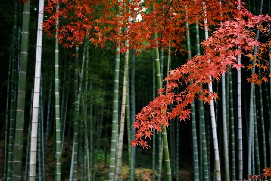Kyoto: Arashiyama Bamboo, Togetsukyo bridge, Sanso, and more - Walking beneath the Sagano Bamboo Forest