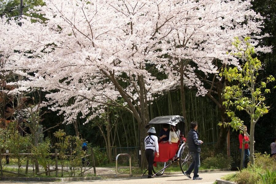 Kyoto: Arashiyama Customized Rickshaw Tour & Bamboo Forest - What your guide adds to the ride