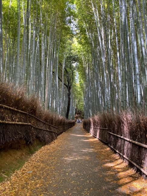 Kyoto: Arashiyama Guided Tour, Bamboo, Monkey, Zen Temple - Climbing to Iwatayama Monkey Park