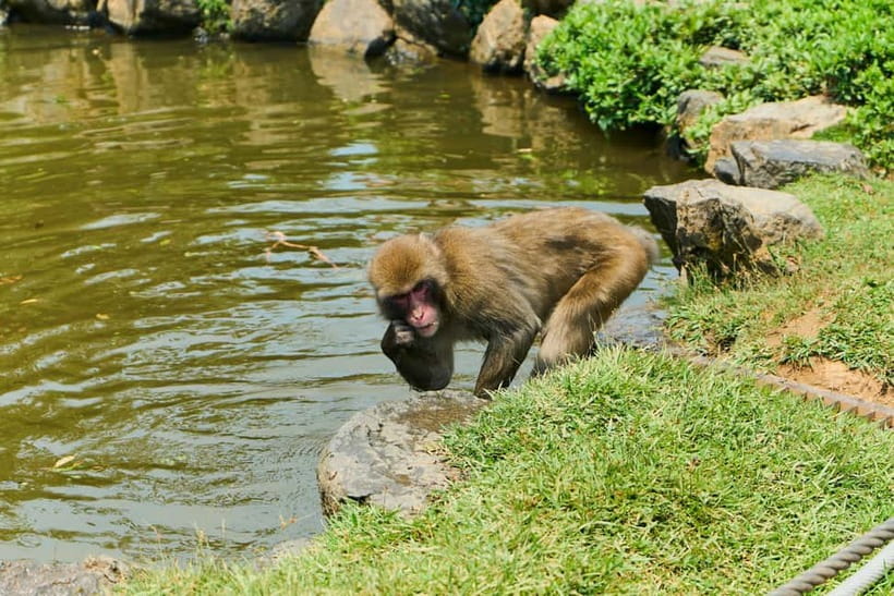 Kyoto: Arashiyama UNESCO Walking Tour with Admission - Nonomiya Shrine and a prayer for love