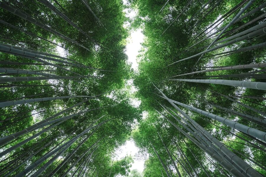 Kyoto: Arashiyama Walking Tour with Local Guide - My Take: Book It for Context, Not Solitude