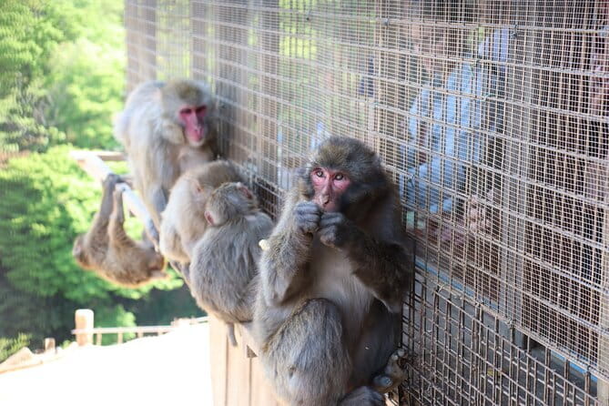 Kyoto Early Bird Tour: Fushimi Inari, Arashiyama Bamboo & Monkeys - Fushimi Inari before Kyoto wakes up