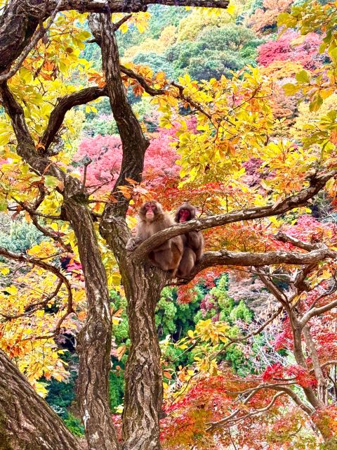 Kyoto: Fully customizable your own tour in the old capital - Why a private Kyoto day can work better than a fixed route