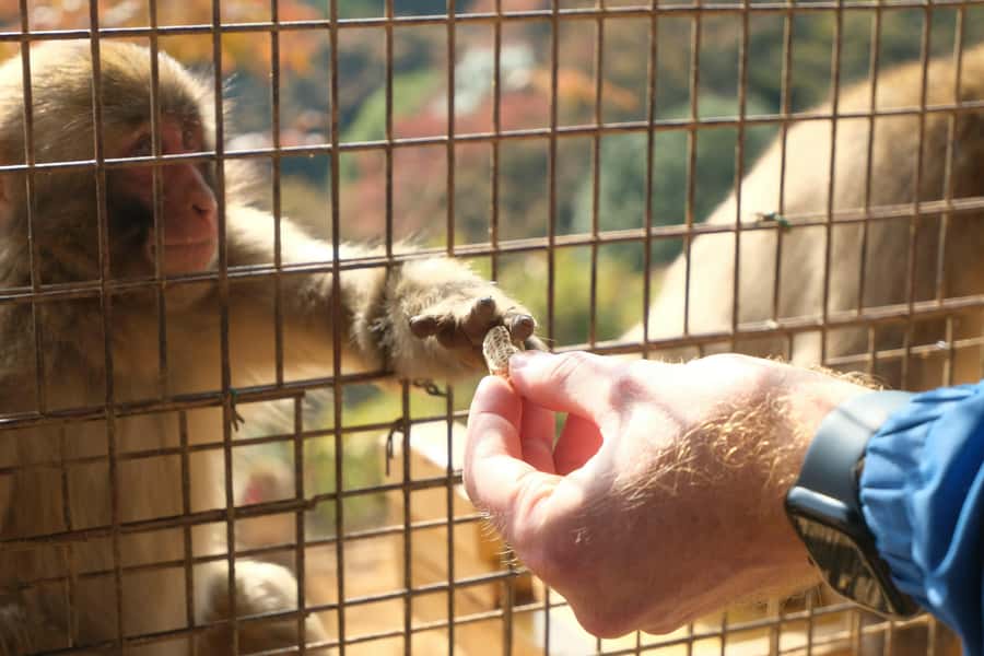 Kyoto: Fushimi, Arashiyama - Bamboo, Monkey, Torii & Secrets - What the guides add to the day