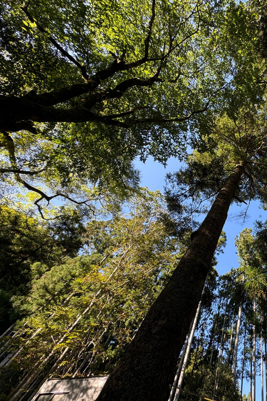 Kyoto: Kifune Shrine and the Sacred Kifune Valley Day Trip - Why Kifune Valley makes a fine break from central Kyoto