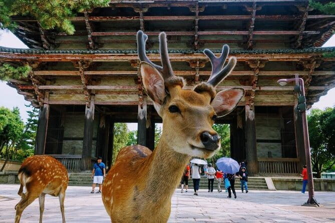 Kyoto & Nara Day Tour: Golden Pavilion, Fushimi Inari & Deer Park - Fushimi Inari and its endless red gates