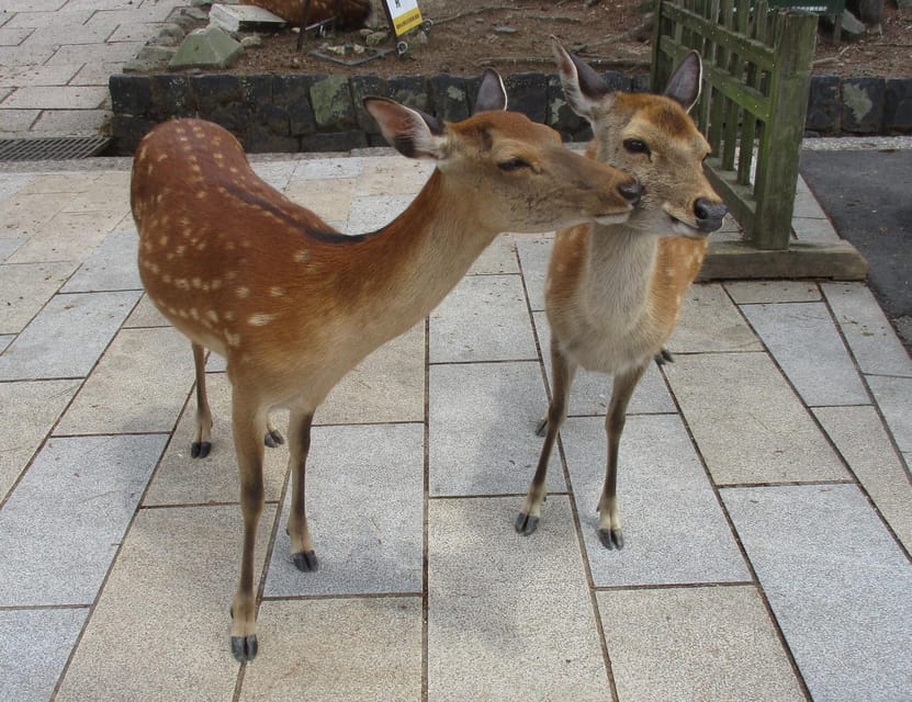 KYOTO-NARA: Giant Buddha Deer Pagoda "Geisya" (Italian, full day) - Walking, group size, and the real pace