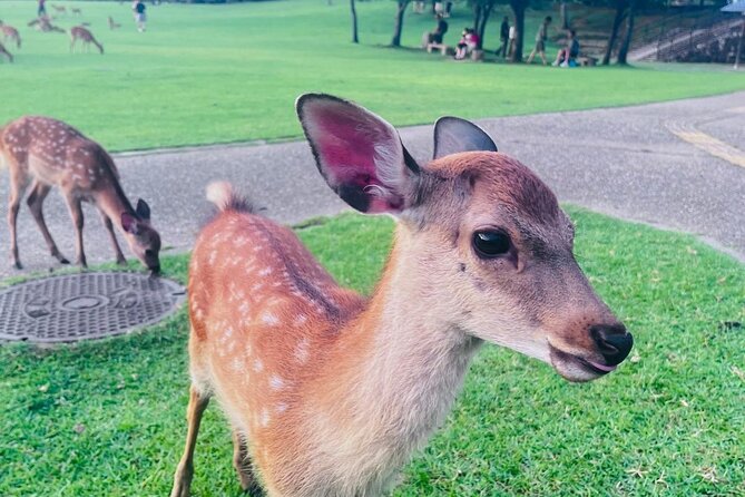 Kyoto & Nara: Private Day Tour by luxury Vehicle & English Guide - A smart way to cover Kyoto and Nara in one day