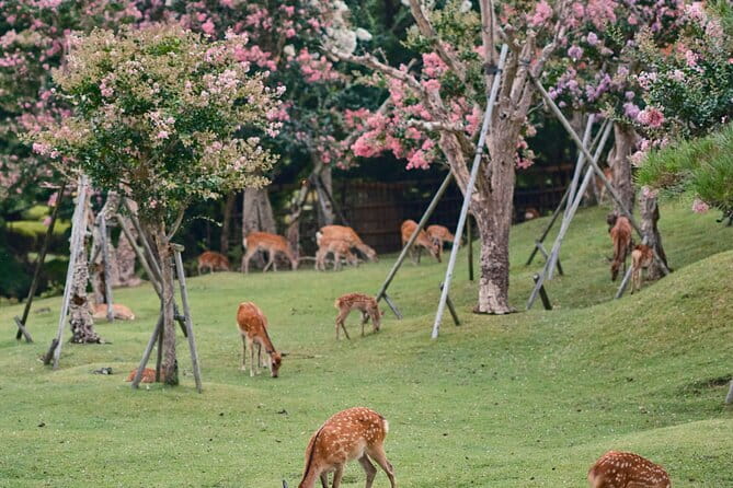 Kyoto&Nara Private Highlights Tour with English driver Pickup - Arashiyama Bamboo Forest, beautiful but brief