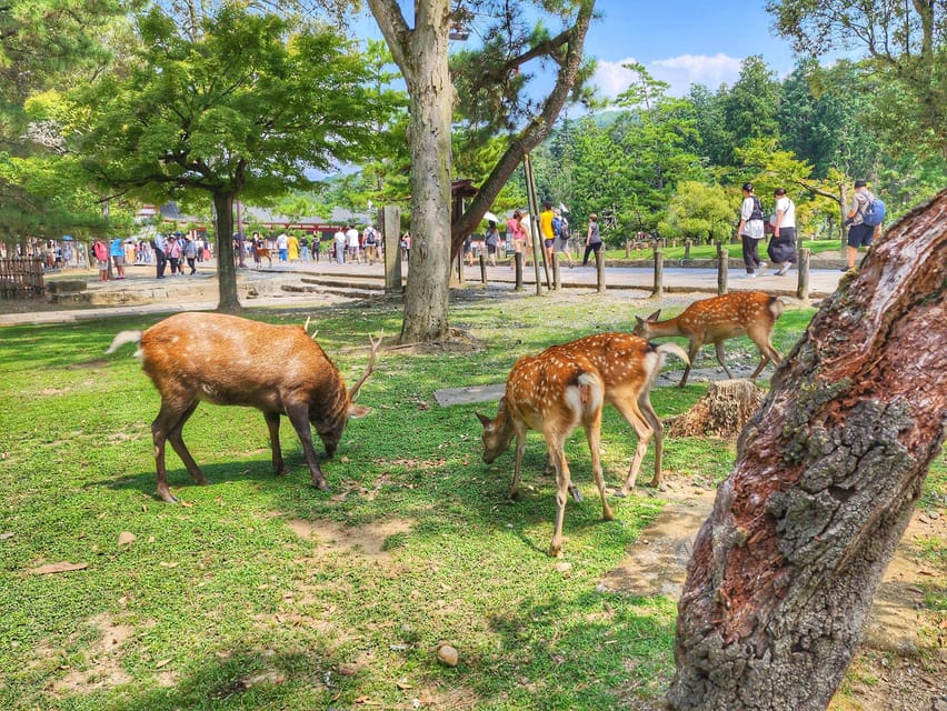 Kyoto: Nara, Todaiji, Kasuga Taisha Shrine Private Full Day - Key points to know before booking