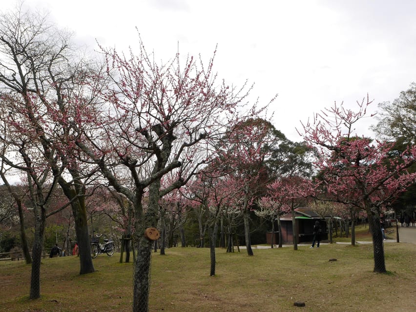 Kyoto: Nara, Todaiji, Kasuga Taisha Shrine Private Full Day - Pace, walking, and who should book