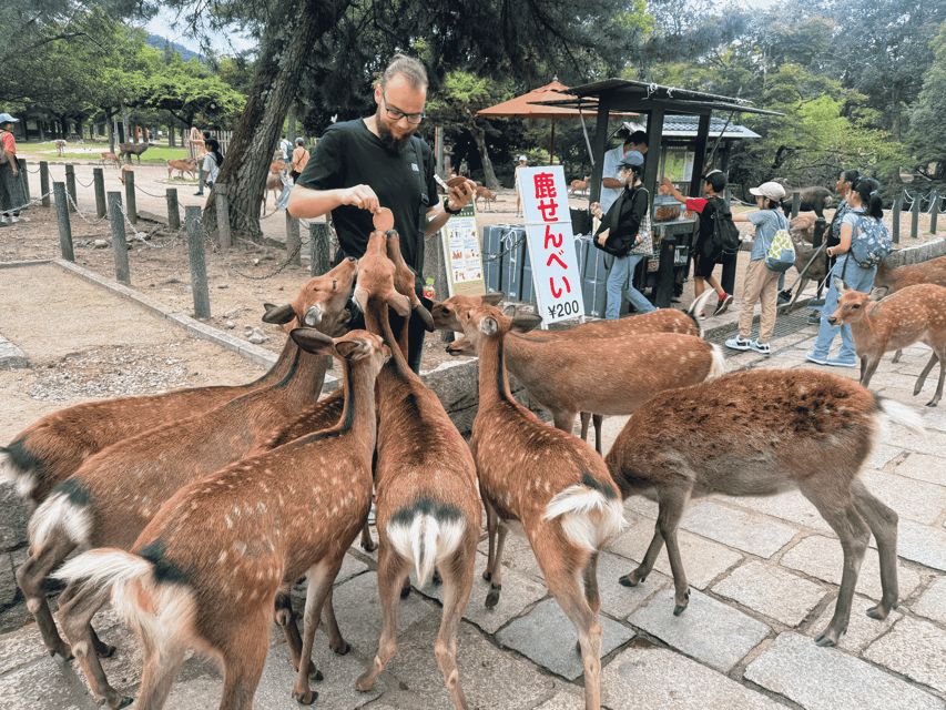 Kyoto: Nara & Traditional Matcha Experience Bus Tour - Byodoin and the Phoenix Hall on the 10 yen coin