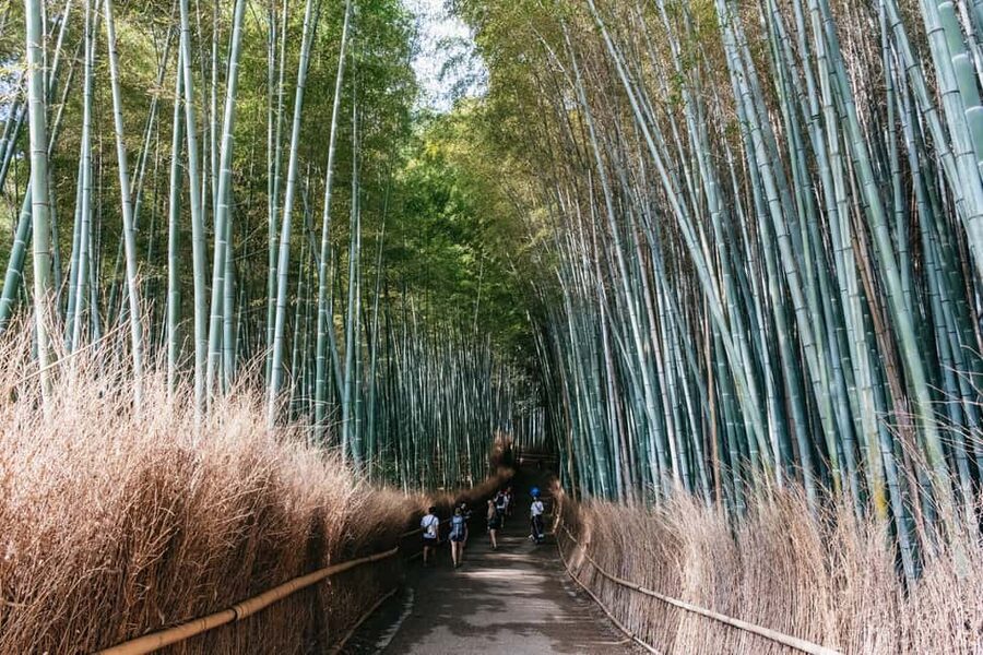 Kyoto: Nijo Castle, Kiyomizu & Fushimi Inari Guided Tour - How hard is the day?